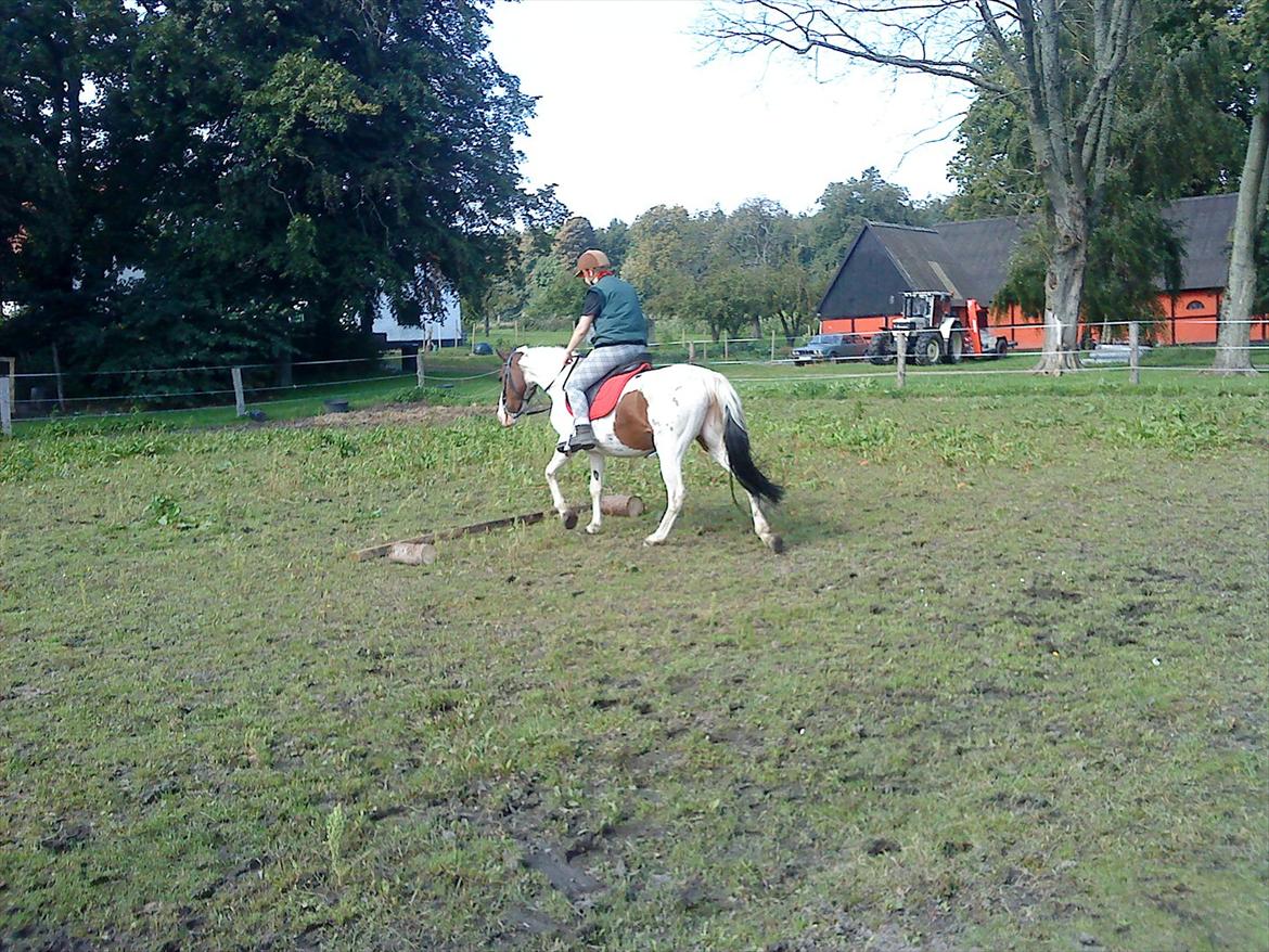 Pinto Shandie  billede 14