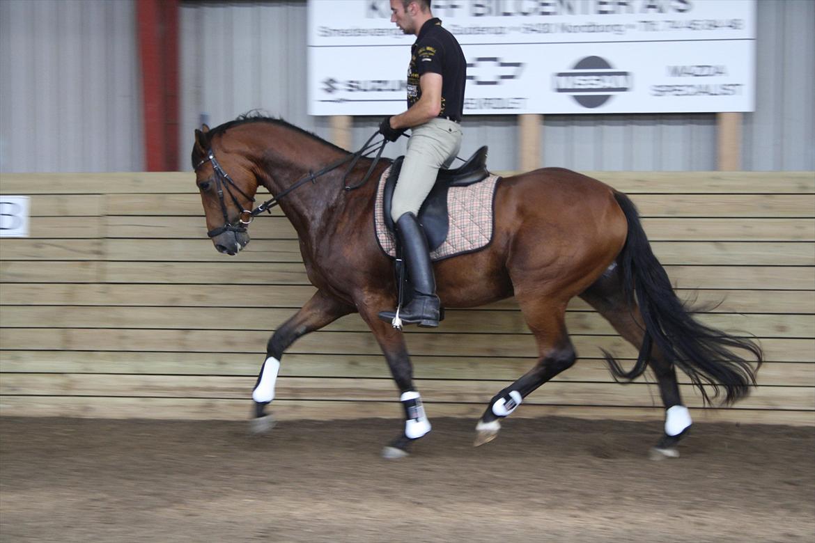 Dansk Varmblod Åtoftens Lericko - Lericko og Michael Grønne.. billede 8