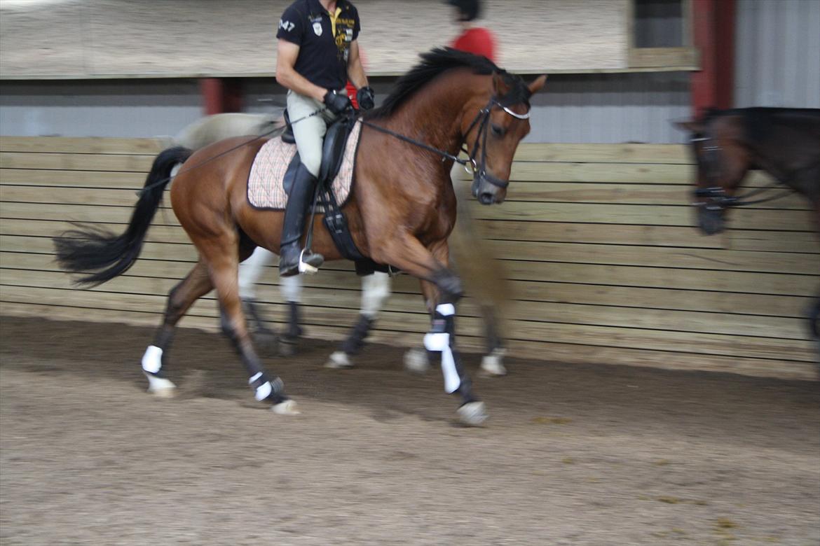 Dansk Varmblod Åtoftens Lericko billede 9