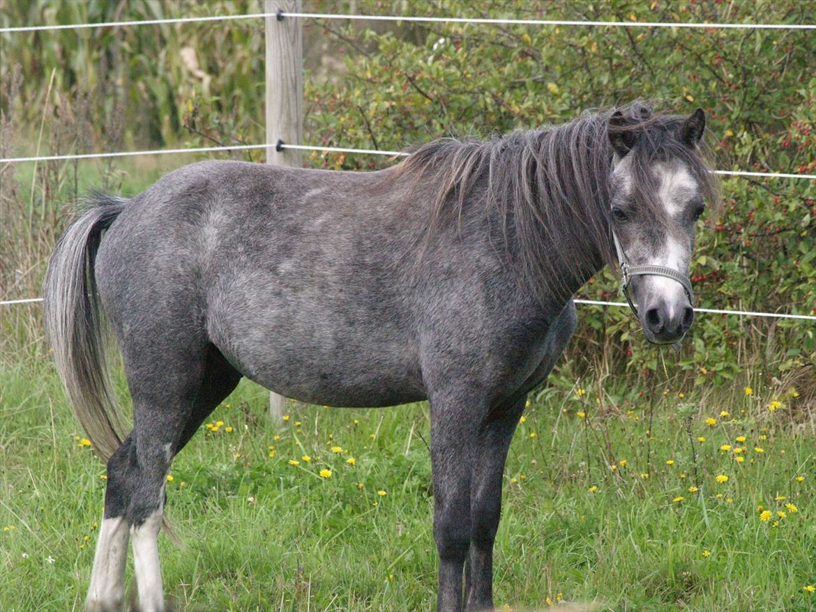 Welsh Mountain (sec A) Prins Casipo*solgt* billede 3