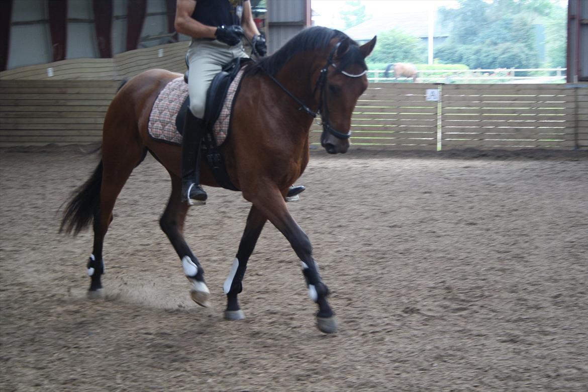 Dansk Varmblod Åtoftens Lericko billede 10