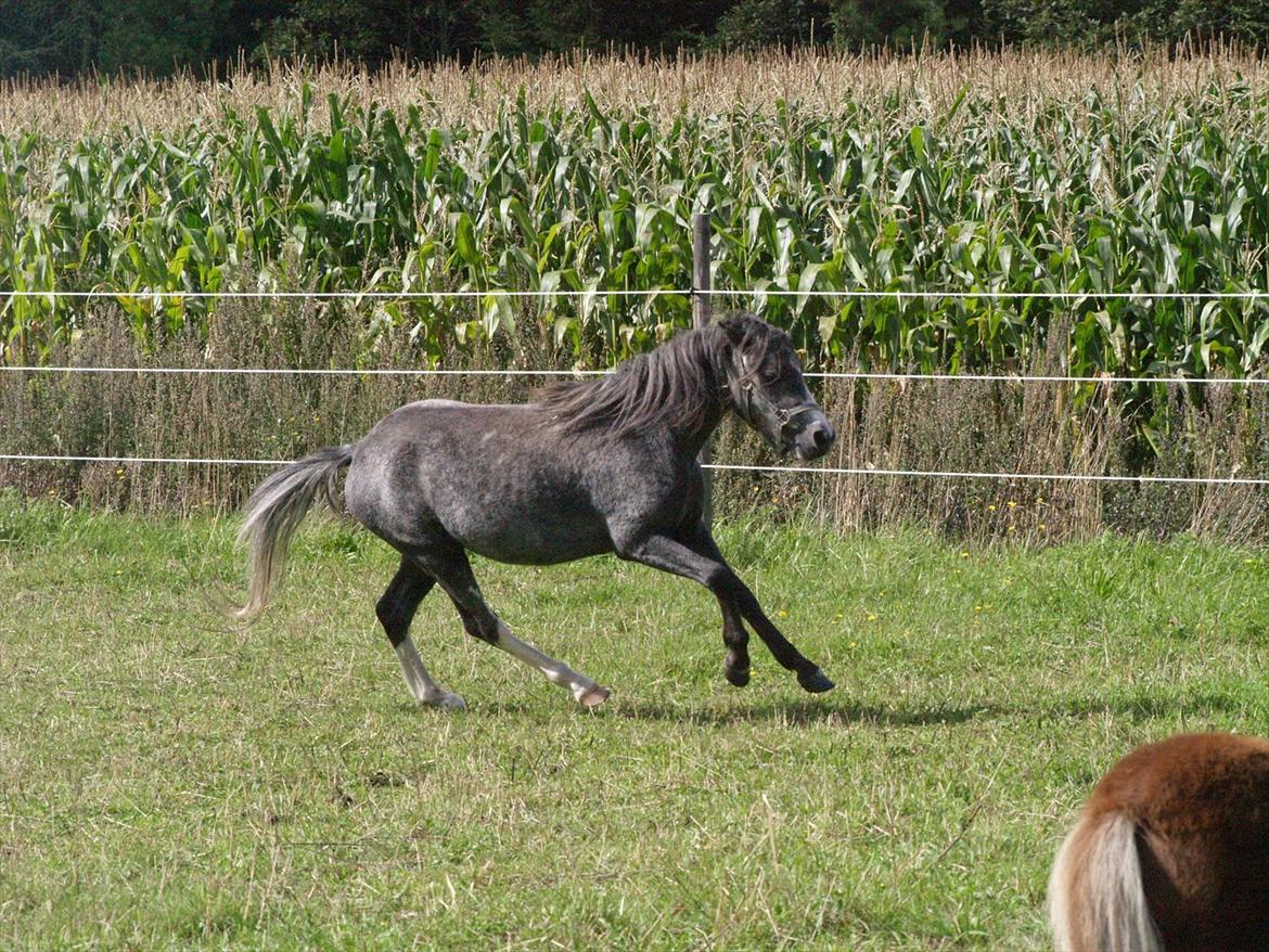Welsh Mountain (sec A) Prins Casipo*solgt* billede 4