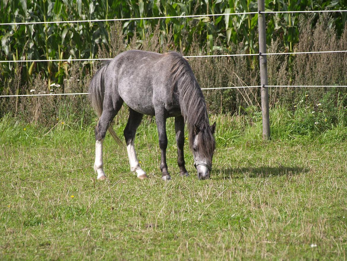 Welsh Mountain (sec A) Prins Casipo*solgt* billede 5