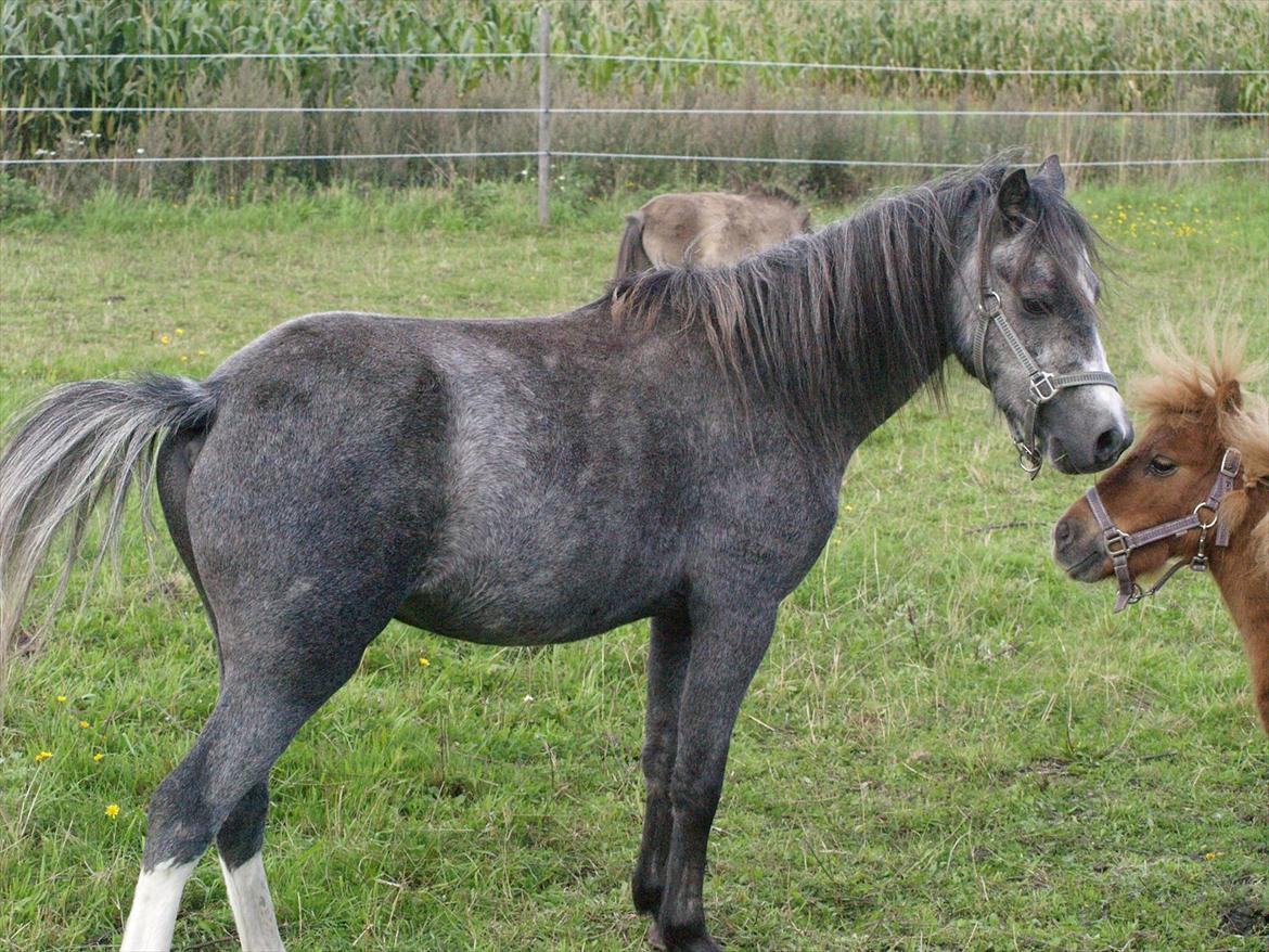 Welsh Mountain (sec A) Prins Casipo*solgt* billede 6