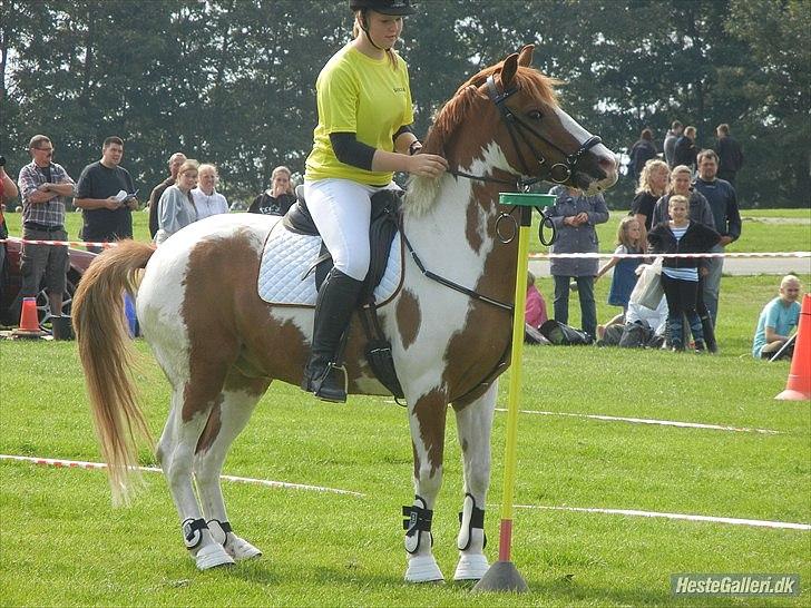 Pinto / haflinger indiana jones -  2.sjm storhestedag 2011 (MH-FOTO) billede 10