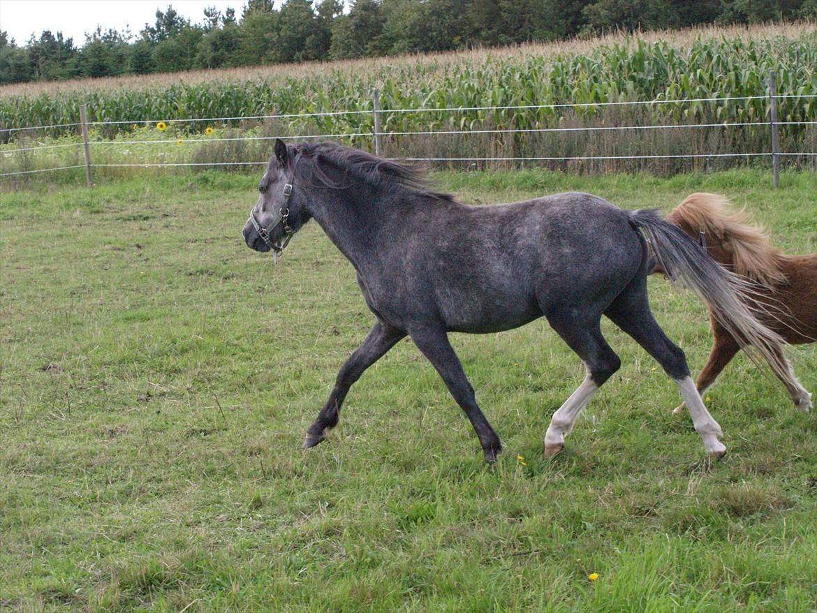 Welsh Mountain (sec A) Prins Casipo*solgt* billede 7