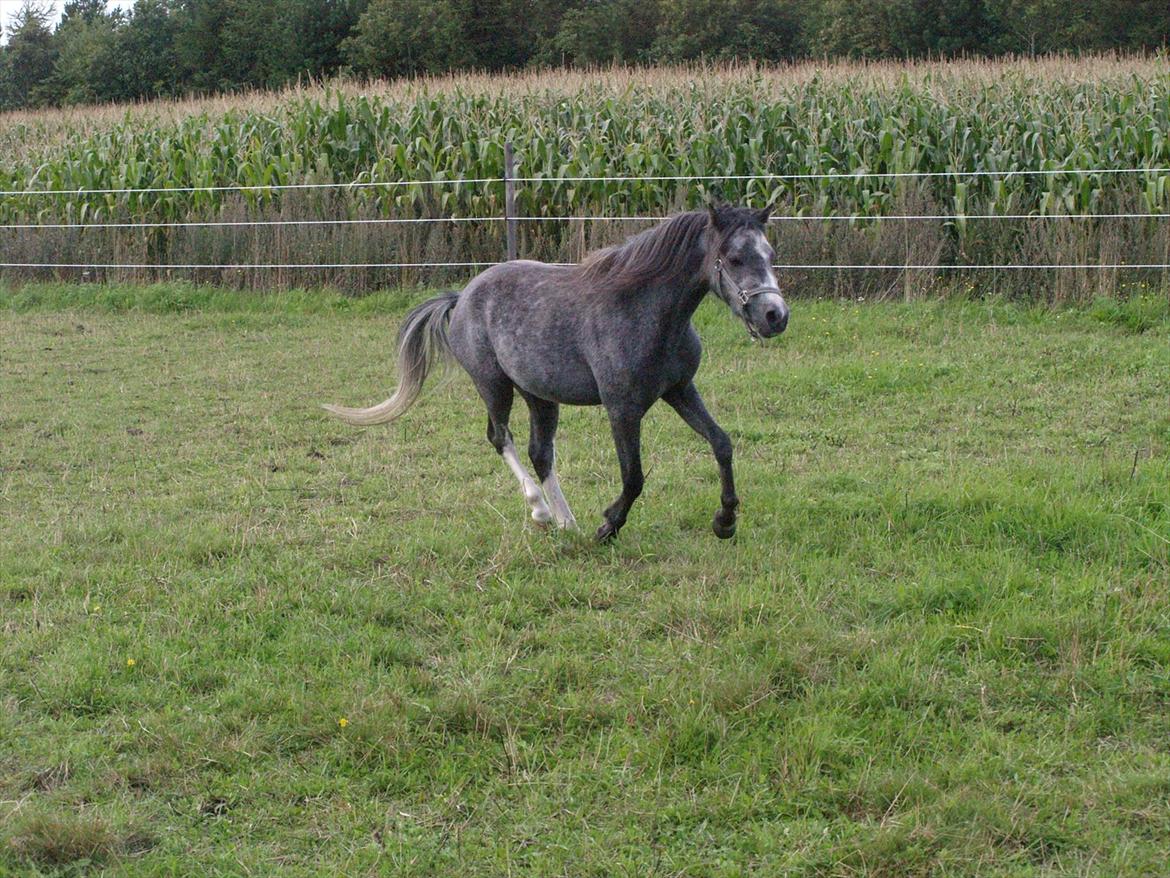 Welsh Mountain (sec A) Prins Casipo*solgt* billede 8