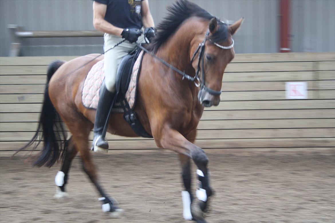 Dansk Varmblod Åtoftens Lericko billede 11