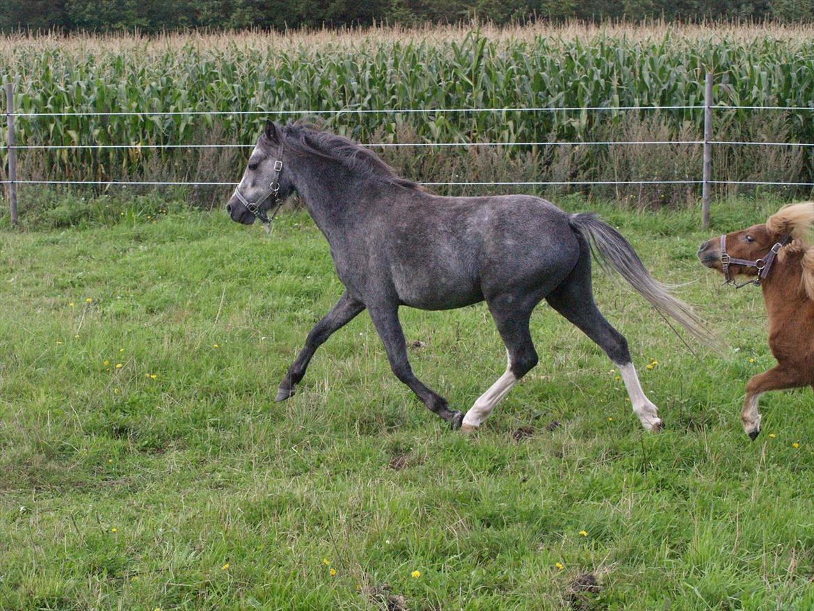 Welsh Mountain (sec A) Prins Casipo*solgt* billede 9