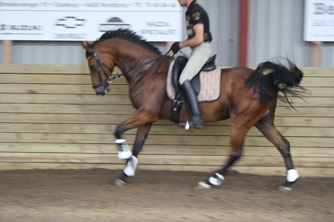 Dansk Varmblod Åtoftens Lericko billede 12