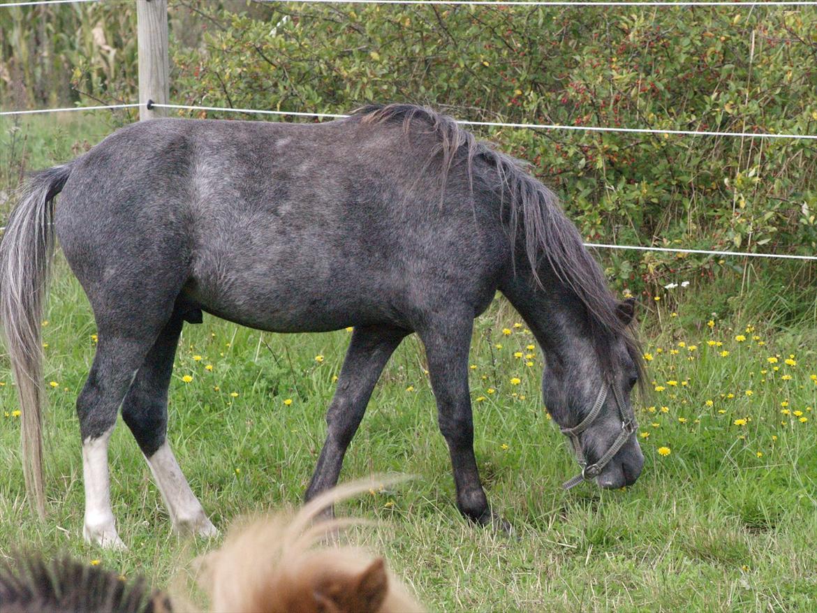 Welsh Mountain (sec A) Prins Casipo*solgt* billede 10