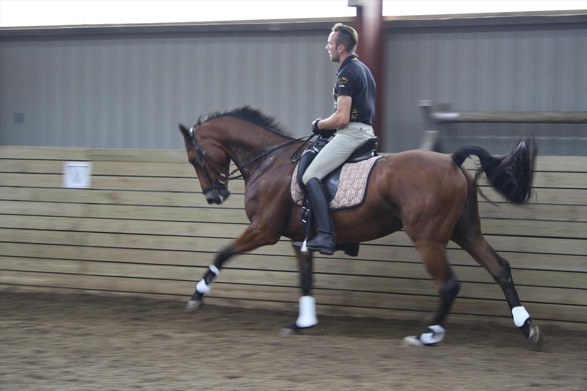 Dansk Varmblod Åtoftens Lericko billede 13
