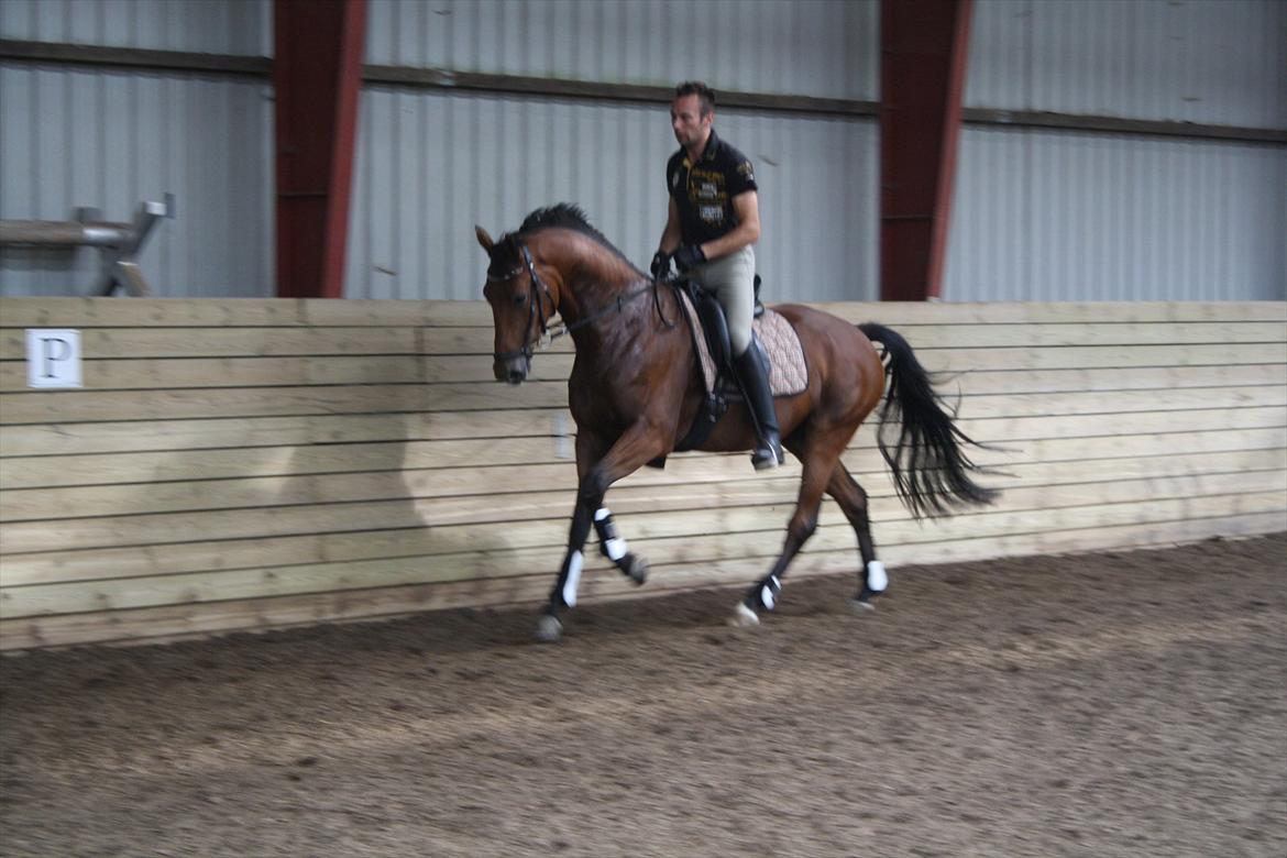 Dansk Varmblod Åtoftens Lericko billede 18