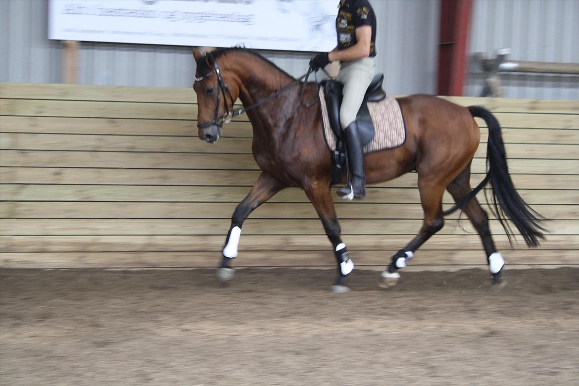 Dansk Varmblod Åtoftens Lericko billede 16