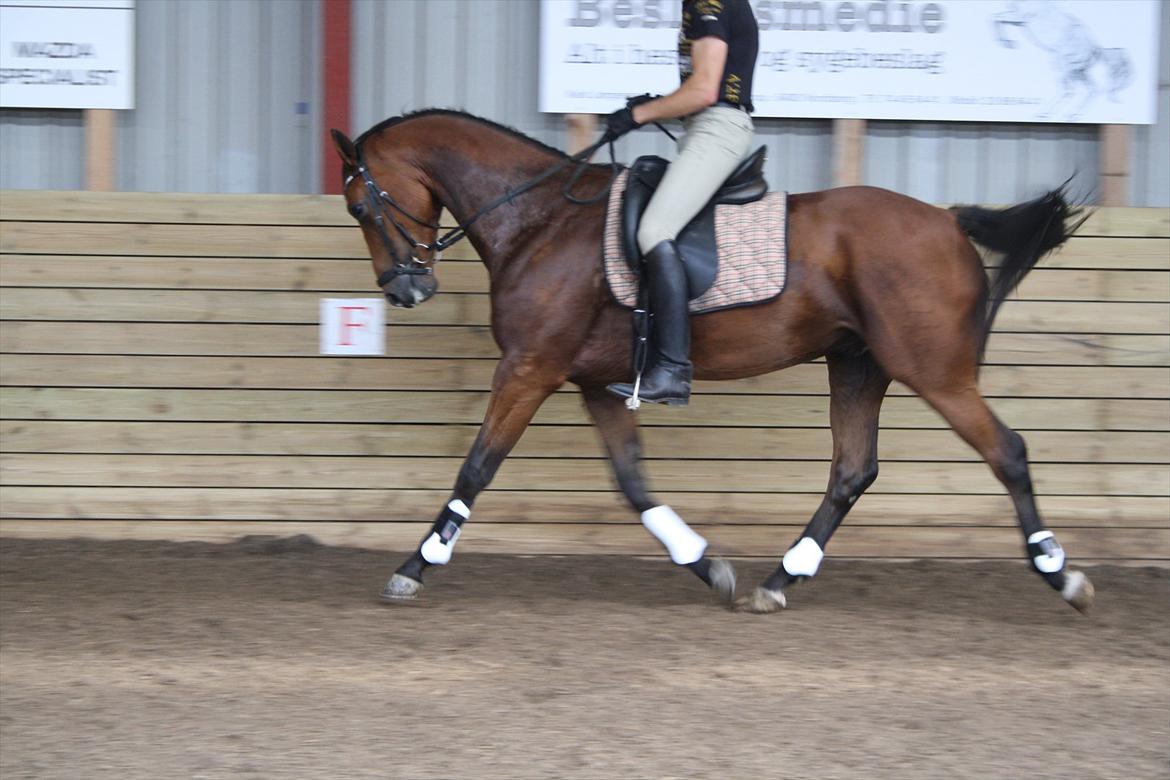 Dansk Varmblod Åtoftens Lericko billede 14