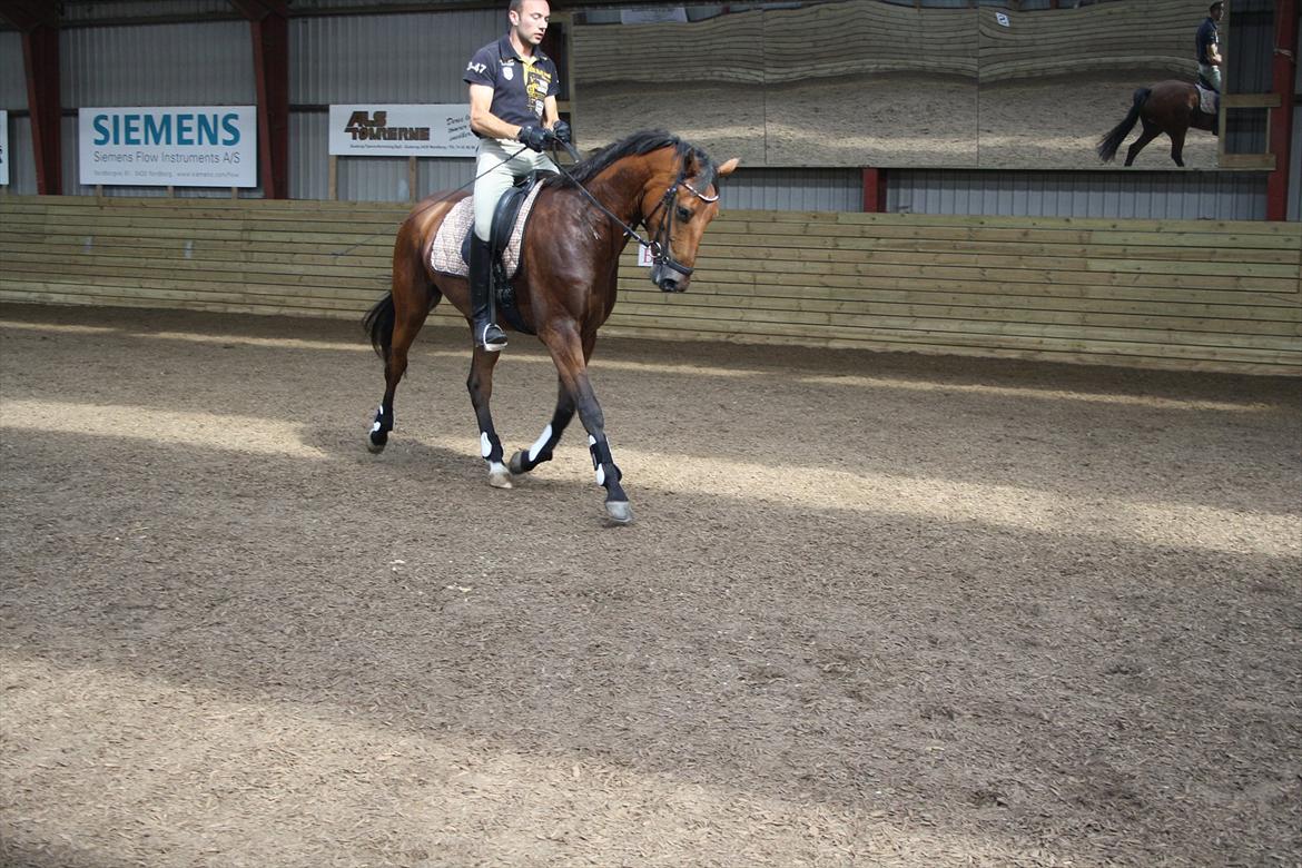 Dansk Varmblod Åtoftens Lericko billede 15
