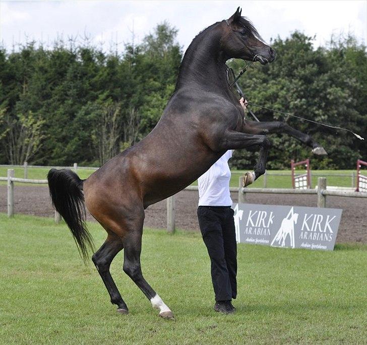 Arabisk fuldblod (OX) Massimo Ibn Mirokan - Foto: Mette Levorsen billede 9