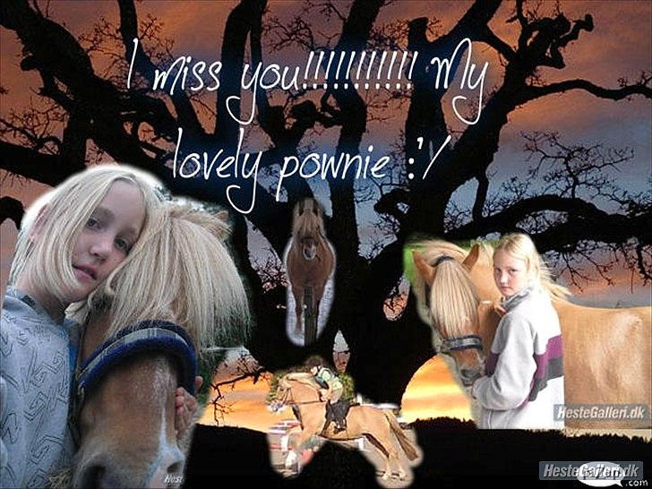 Anden særlig race smørblomst<3 savnes!(solgt) - du er den dejligste hest/pony! i verden!<33=* billede 7