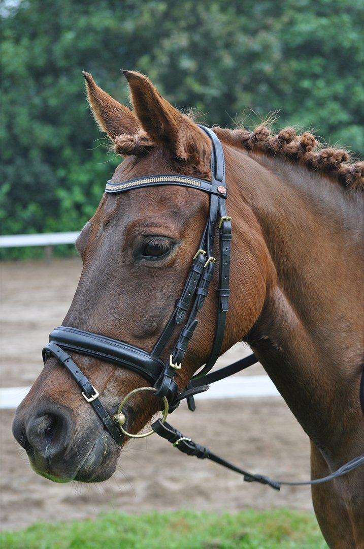 DSP Chanell billede 5