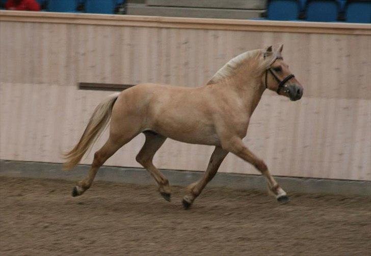 Fjordhest Bay`s Capre billede 2