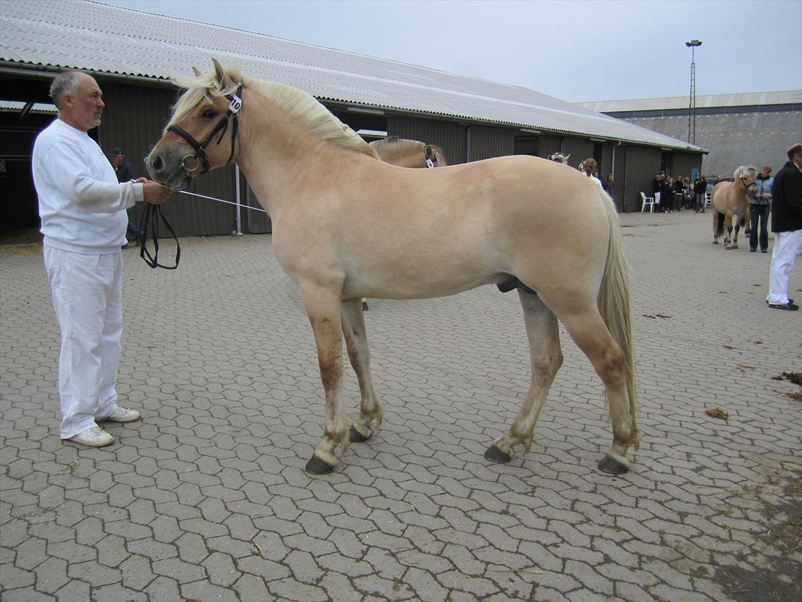 Fjordhest Bay`s Capre billede 3