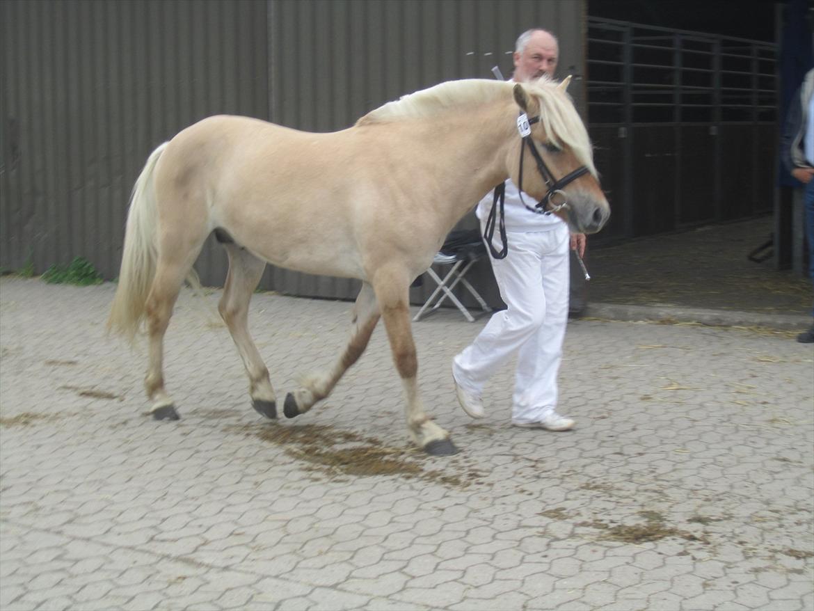 Fjordhest Bay`s Capre billede 4