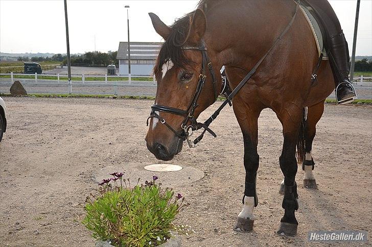 Dansk Varmblod Horus - Nøøhj! BLOMSTER! :P billede 3