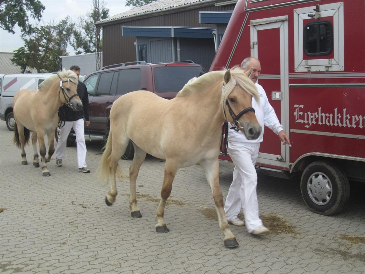 Fjordhest Bay`s Capre billede 5