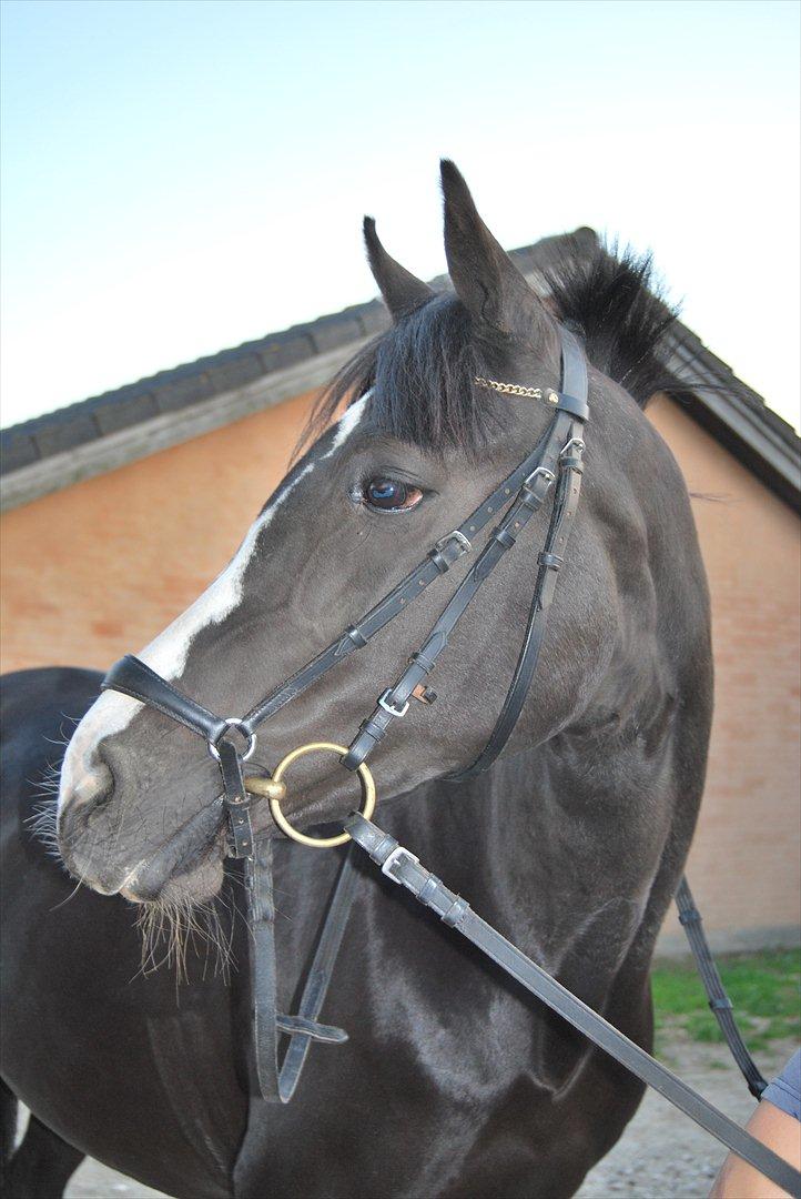 Tysk Sportspony Akrobatin S - Velkommen til Akrobatins profil:D Hun vil blive glad hvis i gad smide en kommentar og en bedømmelse:D billede 1