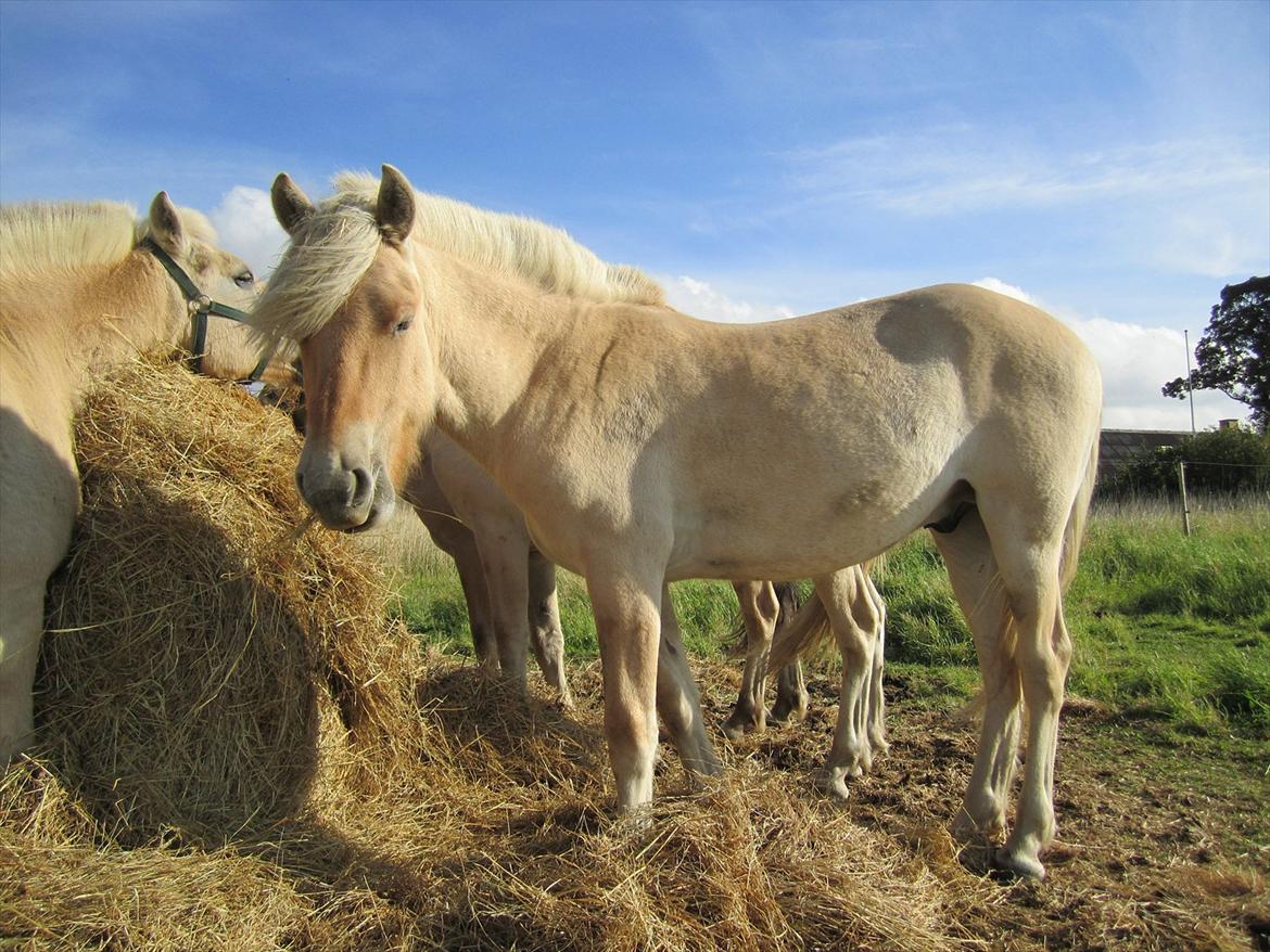 Fjordhest Bay`s Capre billede 6