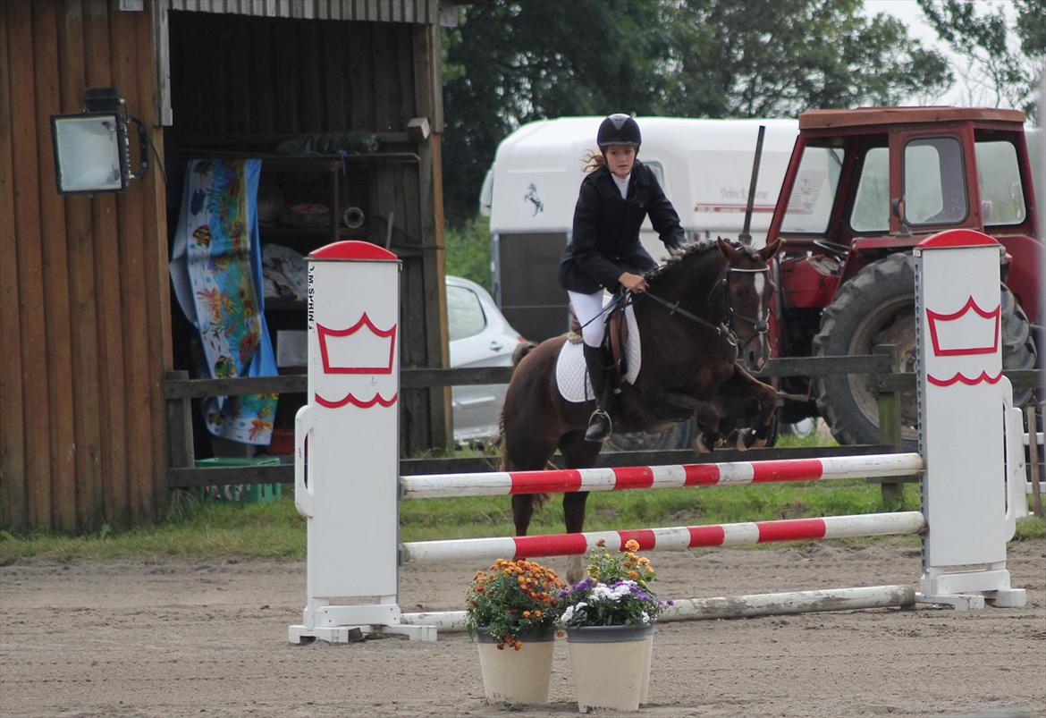 Welsh Cob (sec D) Bogensø's Queen - >> Den dag du blev født regnede det. ikke fordi de lovede regn, men fordi himlen mistede sin smukkeste stjerne << billede 6