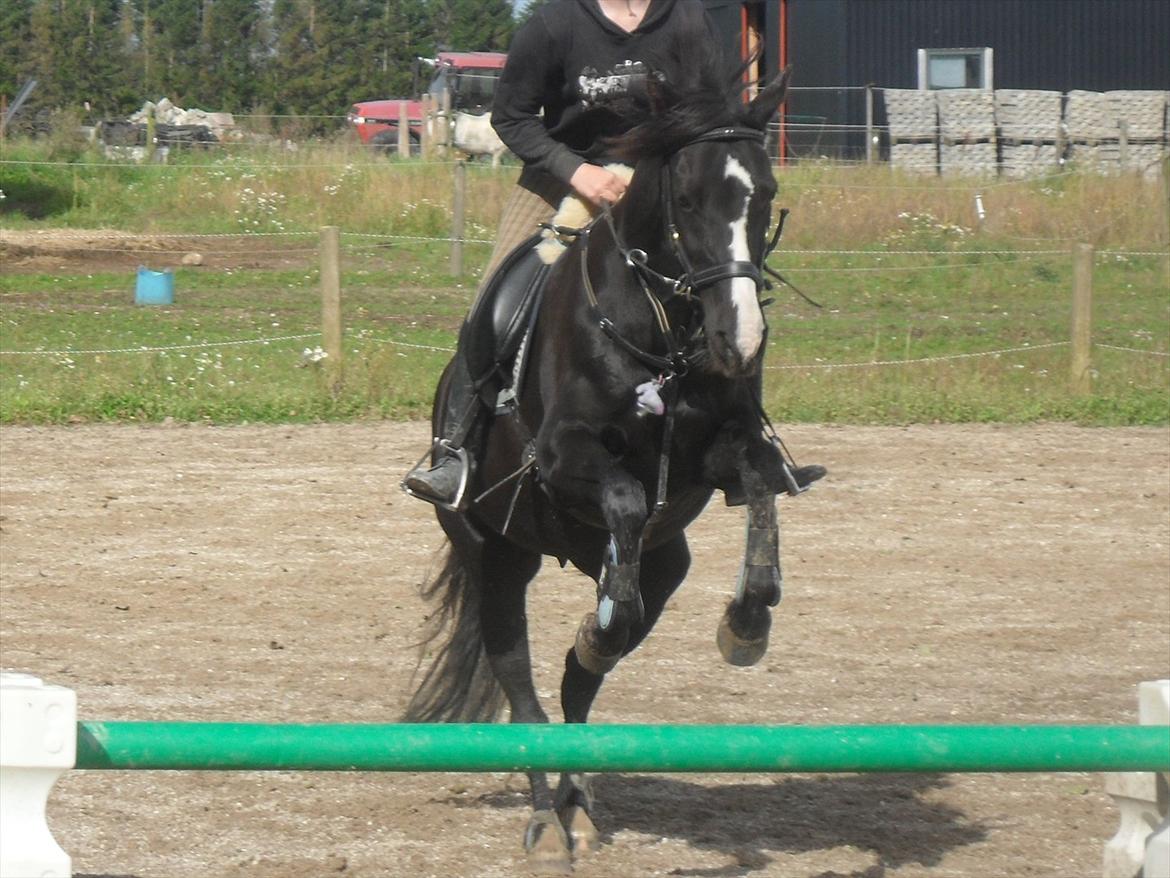 Tysk Sportspony Akrobatin S - Lidt springtræning:D billede 3