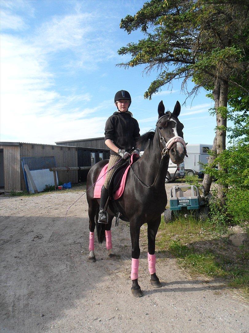 Tysk Sportspony Akrobatin S - Skal til dressurtræning:D billede 4