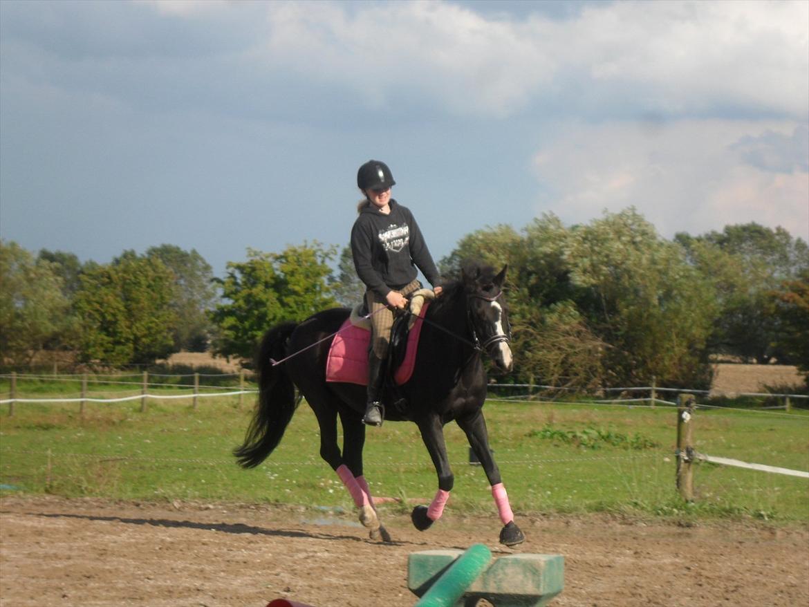 Tysk Sportspony Akrobatin S - Dressurtræning billede 5