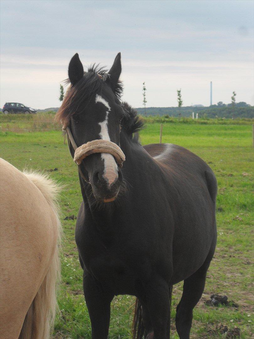 Tysk Sportspony Akrobatin S - Lille bakro på folden:D billede 6