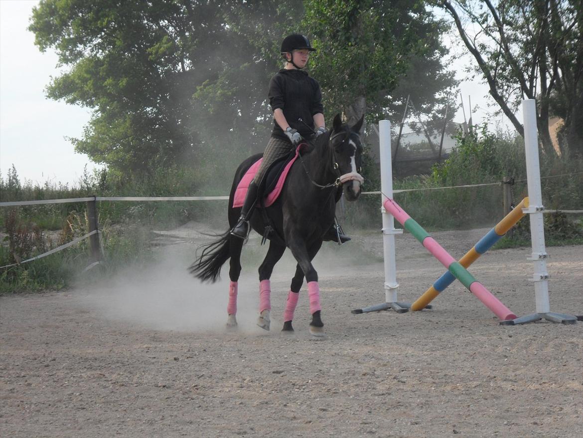 Tysk Sportspony Akrobatin S - Dressur træning:D billede 7