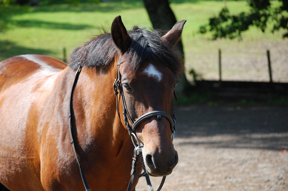 New Forest Moonlight    (rider) - Moon venter pænt mens jeg tager ridehansker på:)) billede 7