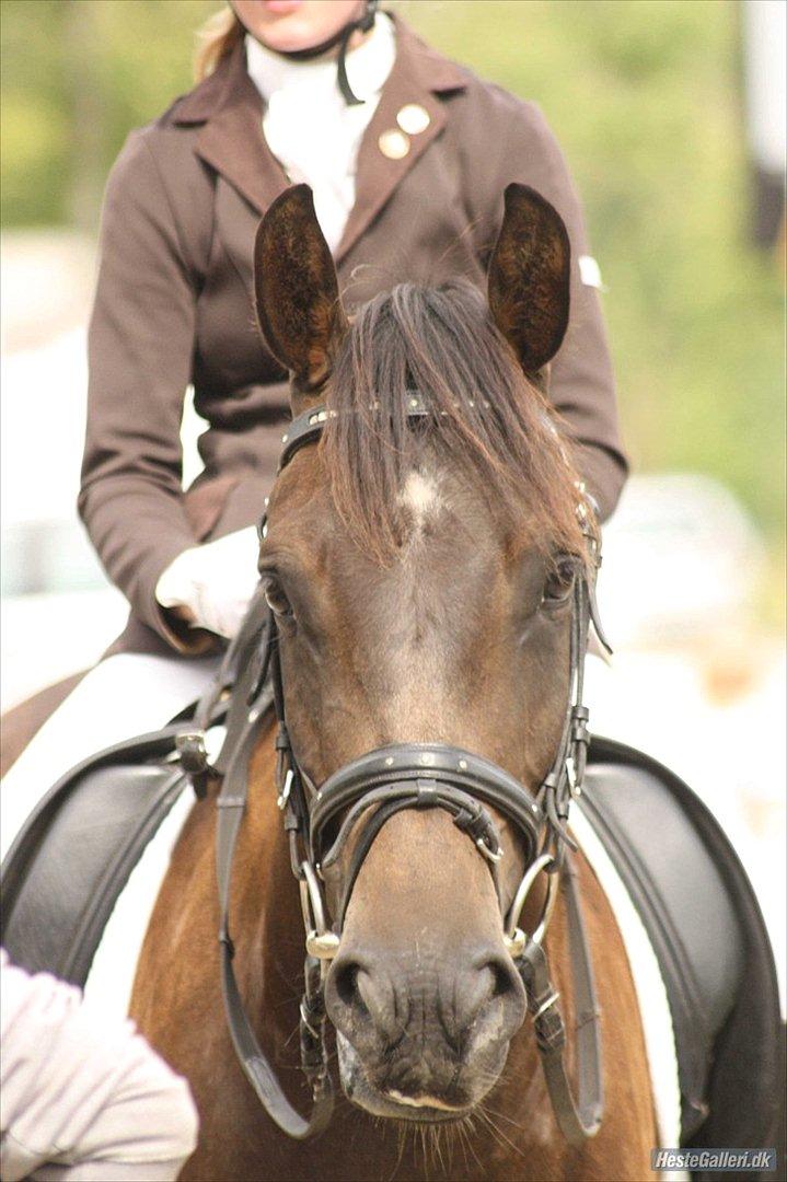 New Forest Holmens Kazai - Solgt - Foto: Line Skou  billede 11