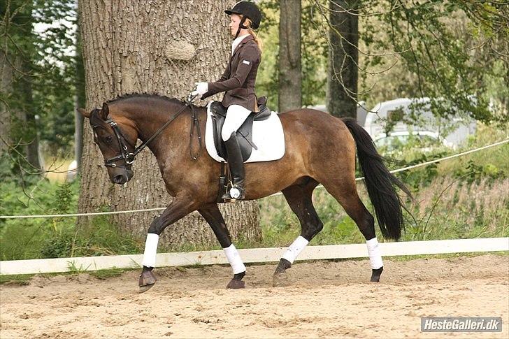 New Forest Holmens Kazai - Solgt - Kazai og Emma Bilstrup til stævne i Dronninglund 2010
Foto: Line Skou  billede 12