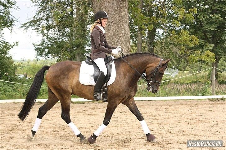 New Forest Holmens Kazai - Solgt - Kazai og Emma Bilstrup til stævne i Dronninglund 2010
Foto: Line Skou  billede 13