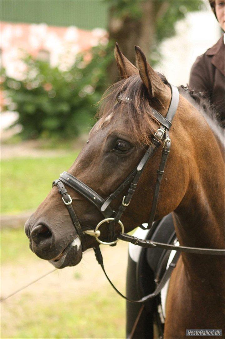 New Forest Holmens Kazai - Solgt - Foto: Line Skou  billede 14