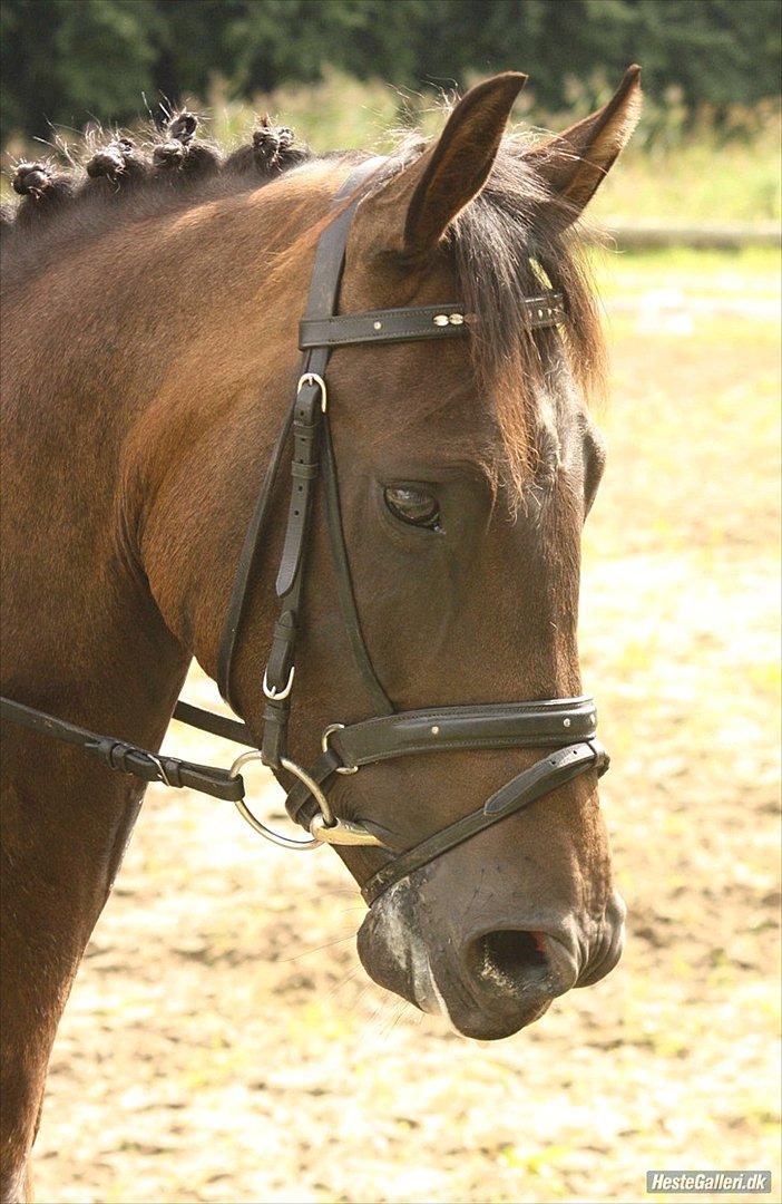 New Forest Holmens Kazai - Solgt - Foto: Line Skou  billede 1