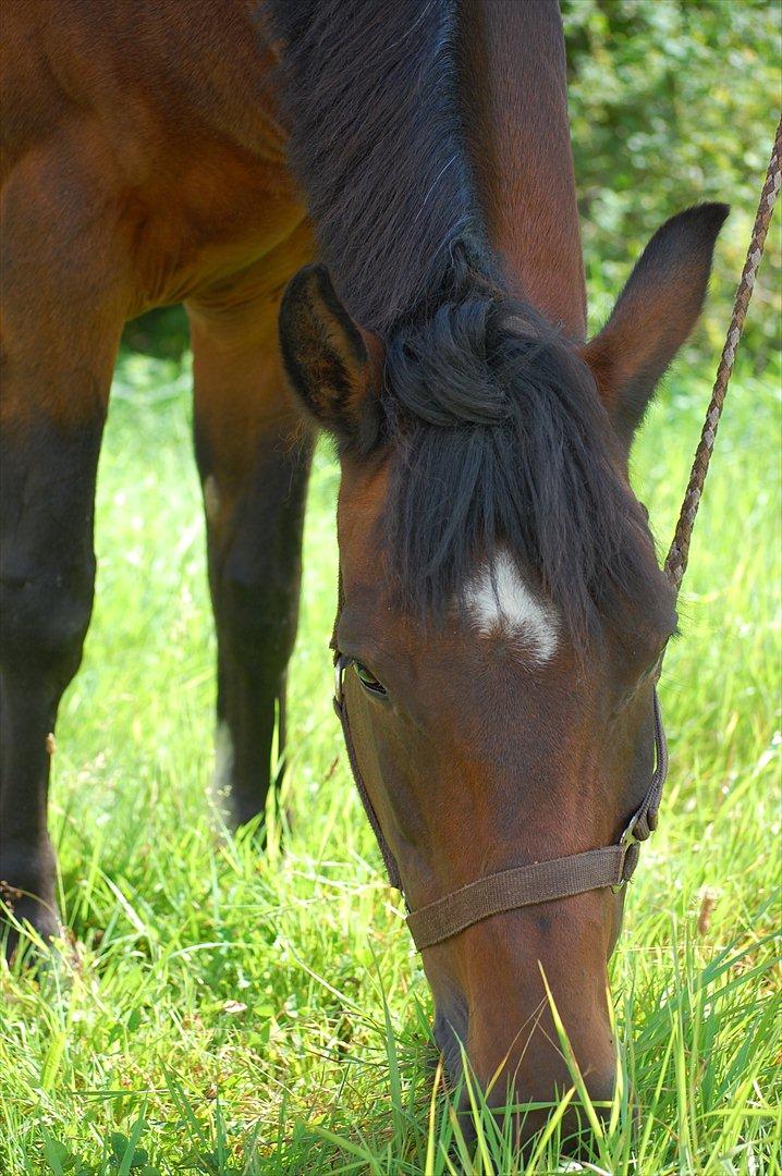 New Forest Moonlight    (rider) - <3 billede 11