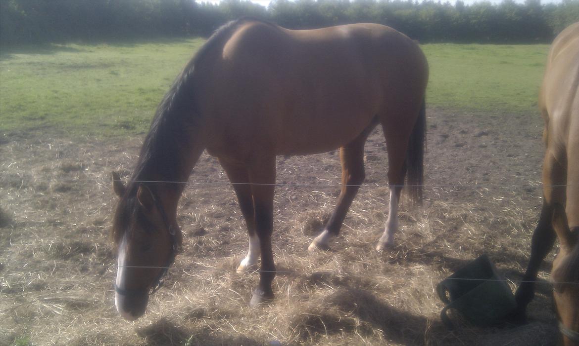 Anden særlig race Arkido billede 7