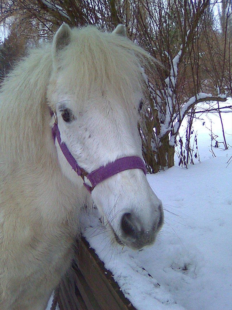 Anden særlig race Lilo - mit ynglings billede af den dejlige pony<3

>>hver gang jeg tænker en tanke, er du med << billede 1