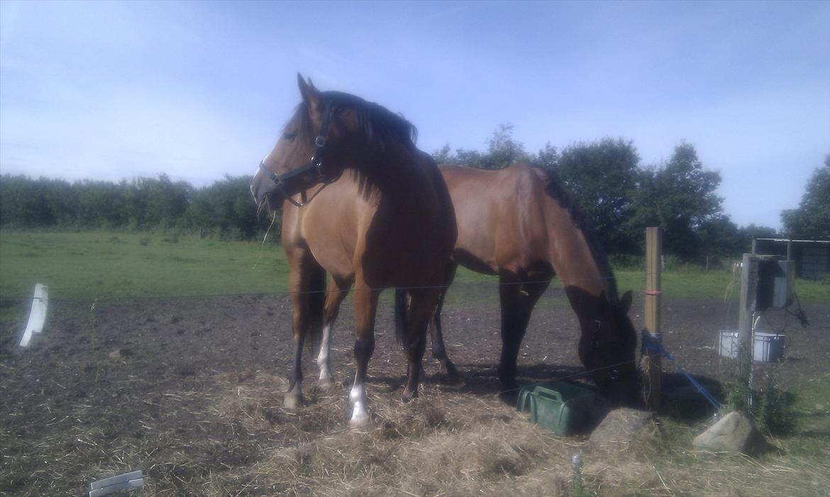 Anden særlig race Arkido billede 19