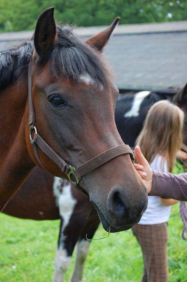 New Forest Moonlight    (rider) - græs pony ;p billede 13