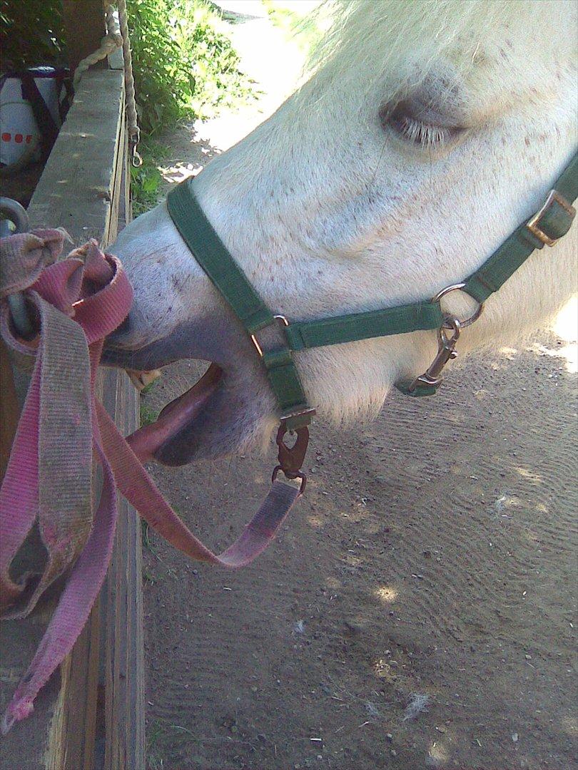 Anden særlig race Lilo - gaabber efter hver ridetime billede 6