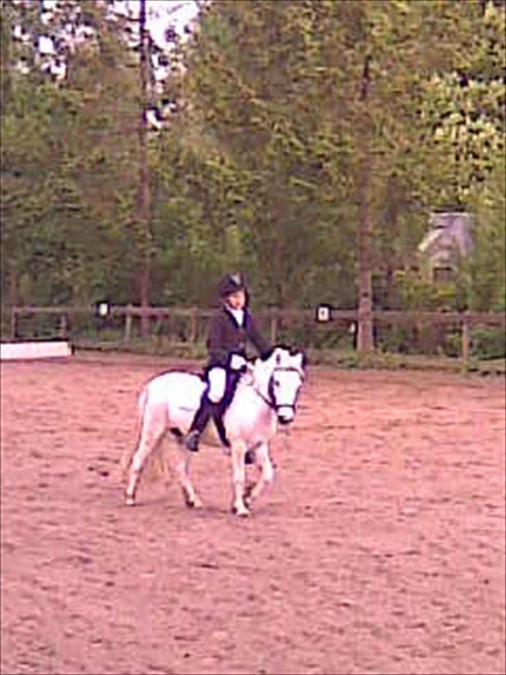 Anden særlig race Lilo - sidder lidt skævt, men en schenkel vigning billede 8