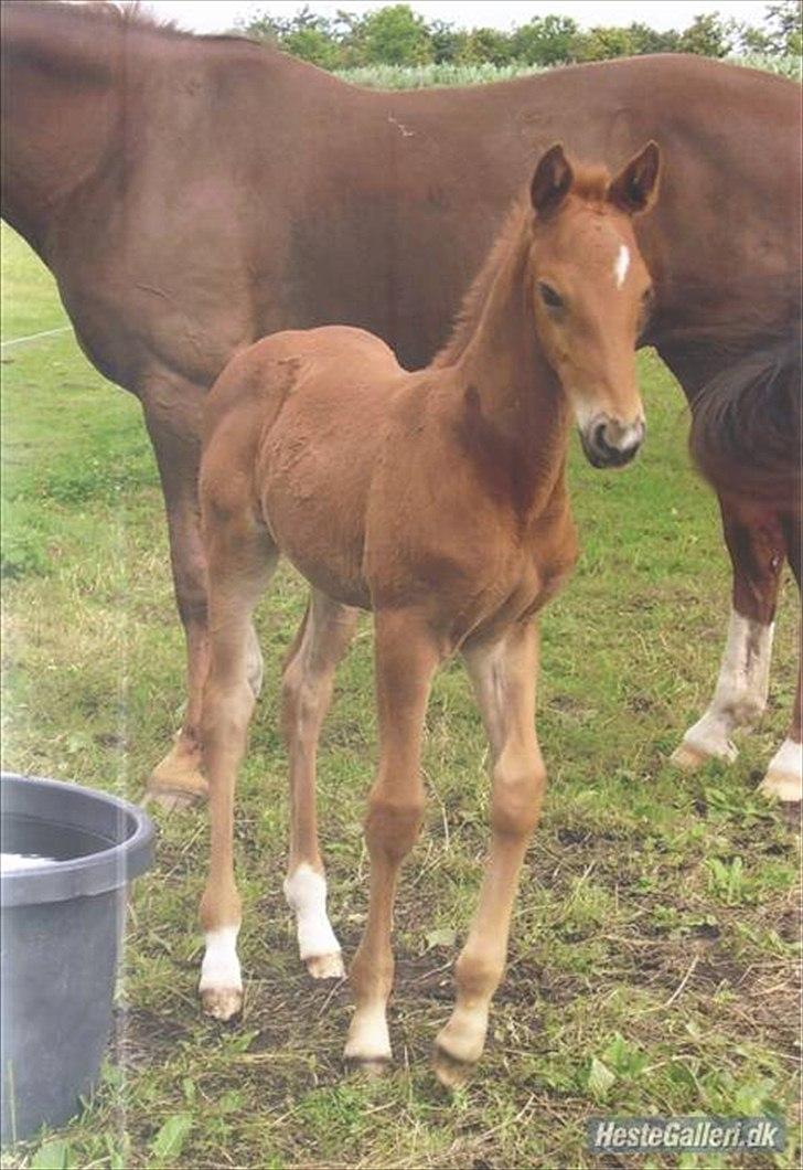 Anden særlig race Maagaards Belle Bizarre - Baby Belle :D billede 2